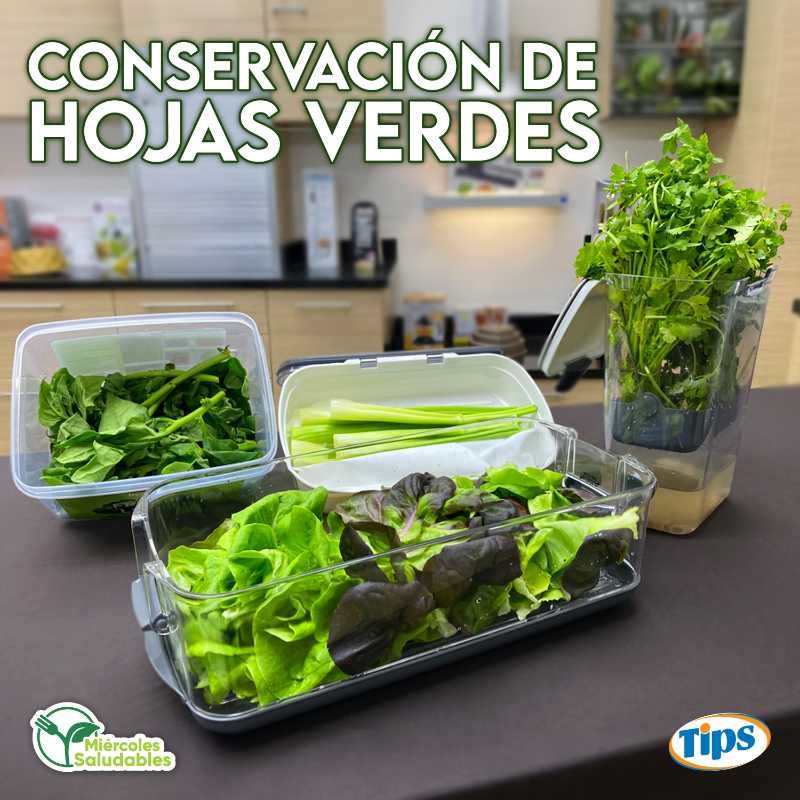 Conservación de Hojas Verdes